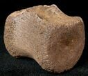 Edmontosaurus (Hadrosaur) Caudal Vertebrae - Montana #12683-3